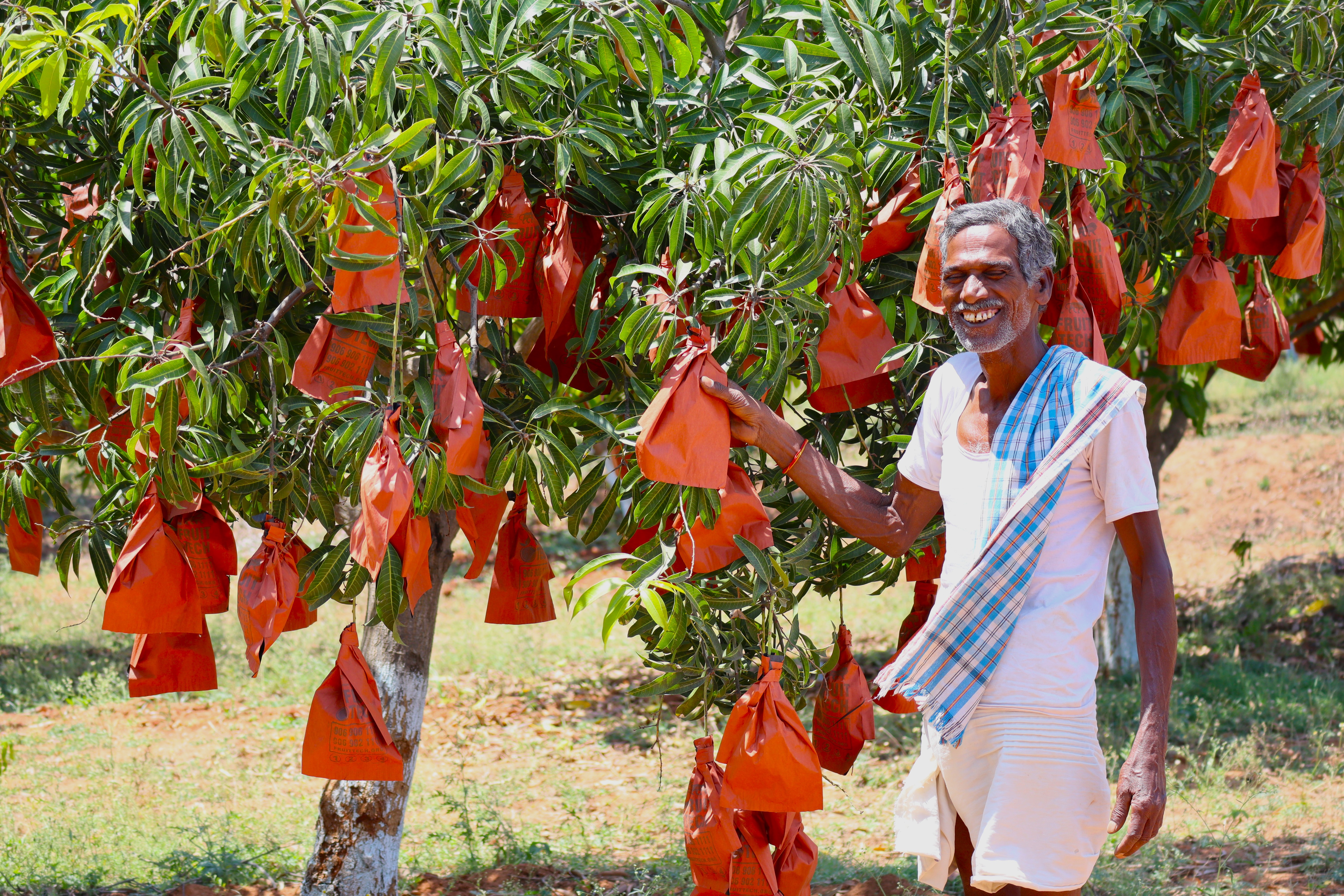 Fresh Organic Mangoes in Hyderabad